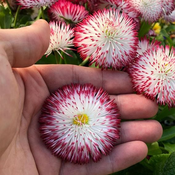 Bellis 'Habanera Red & White Bicolour'