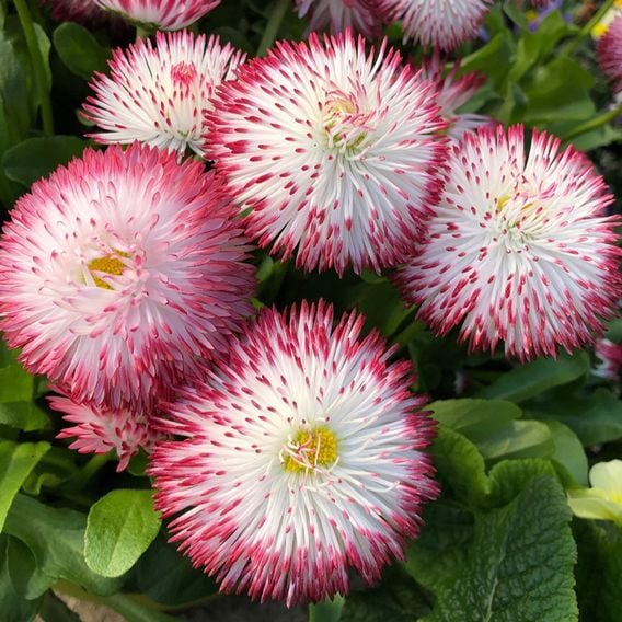 Bellis 'Habanera Red & White Bicolour'