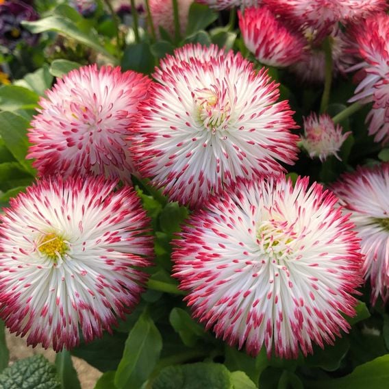 Bellis 'Habanera Red & White Bicolour'