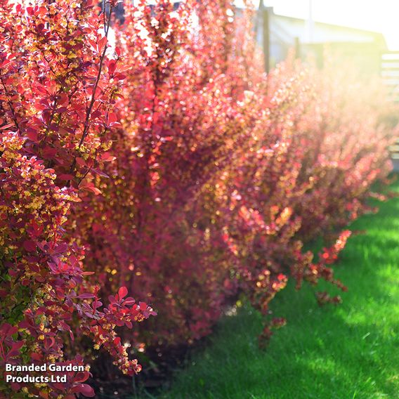 Berberis thunbergii f. atropurpurea (Hedging)