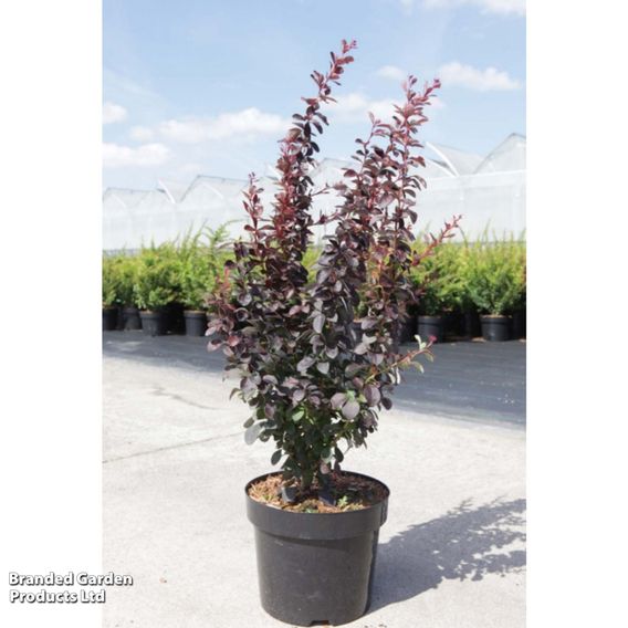 Berberis thunbergii f. atropurpurea (Hedging)