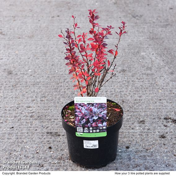 Berberis thunbergii f. atropurpurea (Hedging)