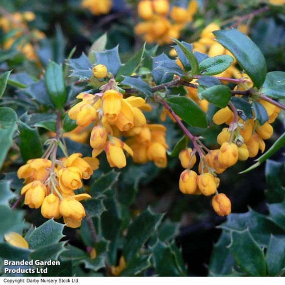 Berberis darwinii 'Compacta'