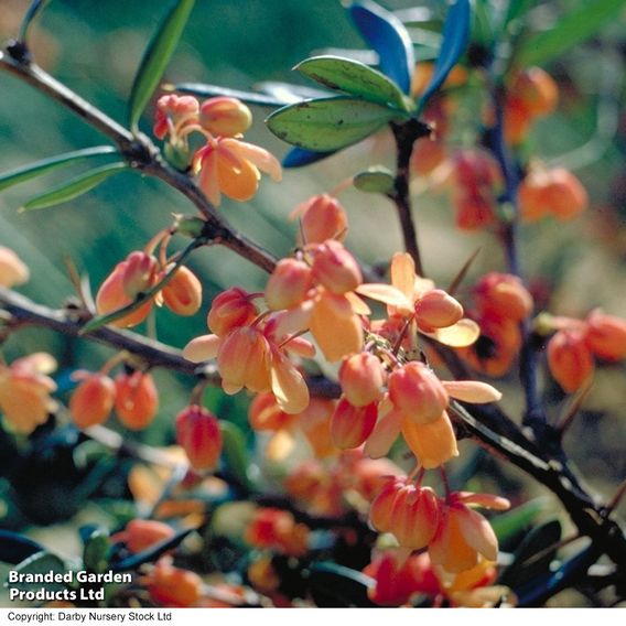 Berberis darwinii