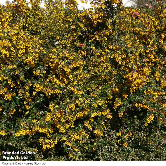 Berberis darwinii