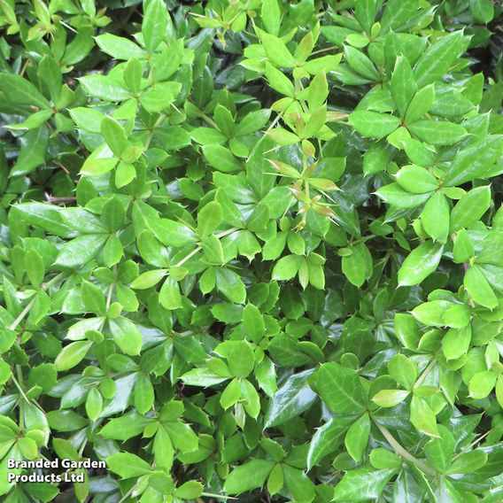 Berberis darwinii