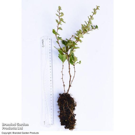 Berberis darwinii