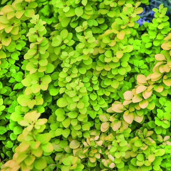 Berberis thunbergii 'Maria'