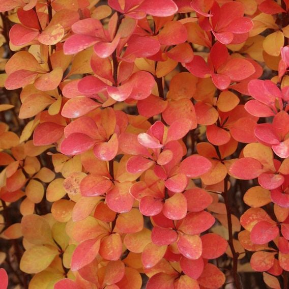 Berberis thunbergii 'Maria'