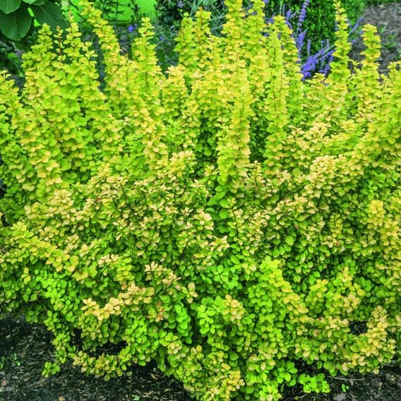Berberis thunbergii 'Maria'