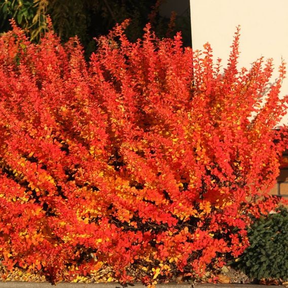 Berberis thunbergii 'Maria'