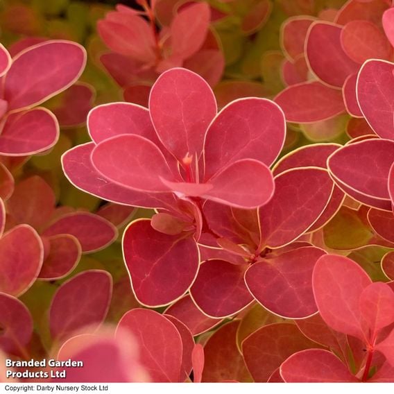 Berberis thunbergii 'Orange Ice'
