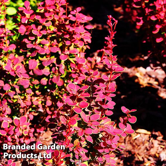 Berberis 'Orange Sunrise'