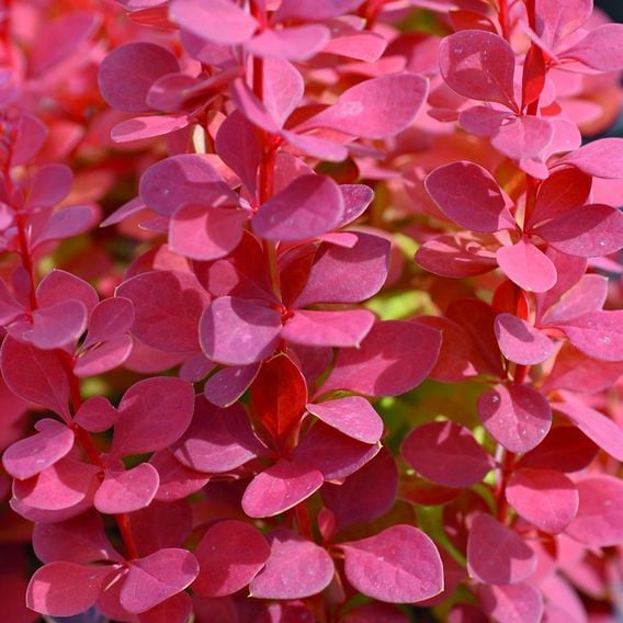 Berberis thunbergii f. atropurpurea 'Orange Rocket'