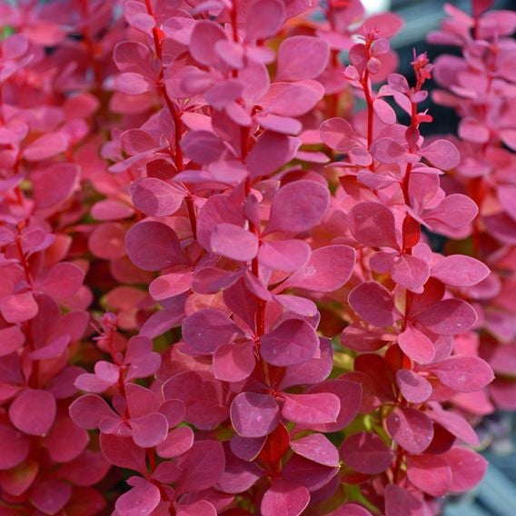 Berberis thunbergii f. atropurpurea 'Orange Rocket'