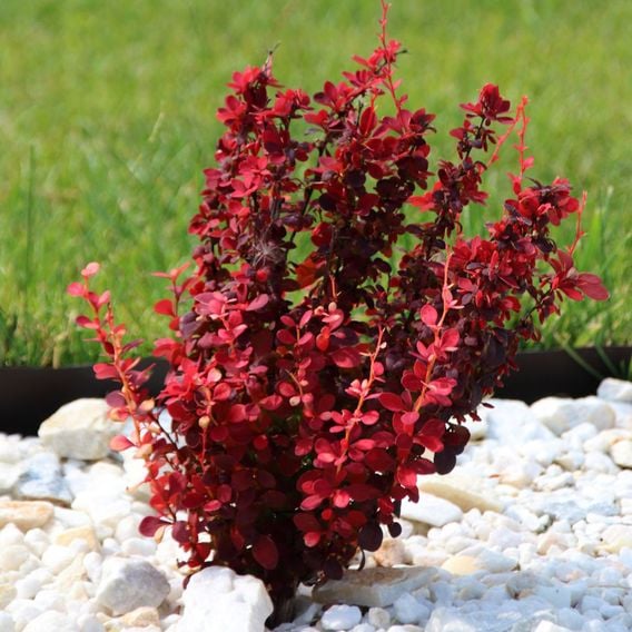 Berberis thunbergii f. atropurpurea 'Orange Rocket'