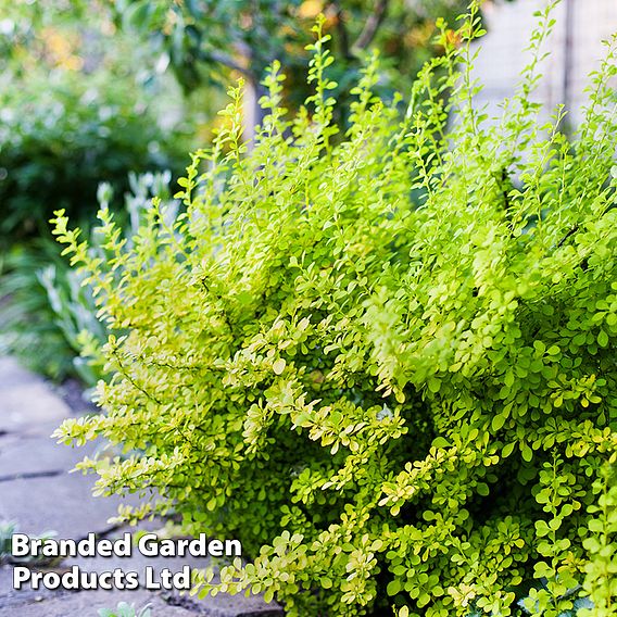 Berberis thunbergii 'Aurea'