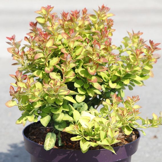 Berberis thunbergii 'Limoncello'