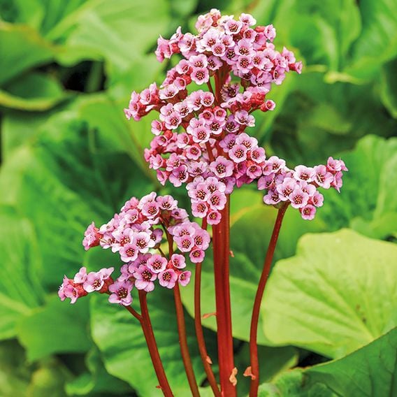 Bergenia Cordifolia