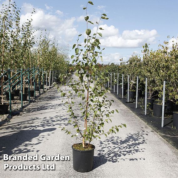 Betula utilis 'Jacquemontii'