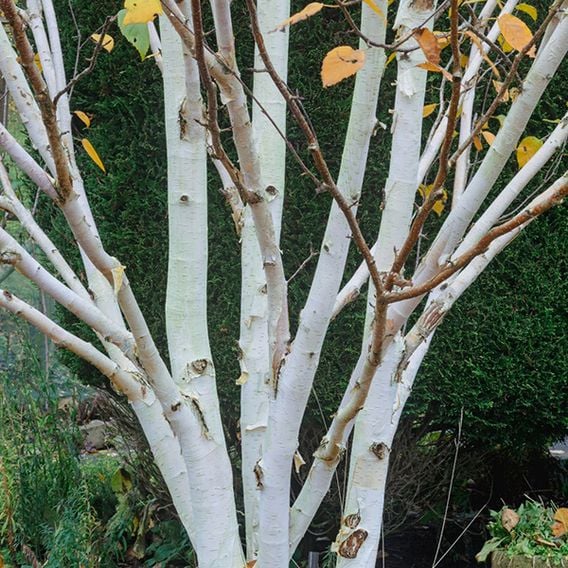 Betula utilis 'Jacquemontii' (Mature Tree)