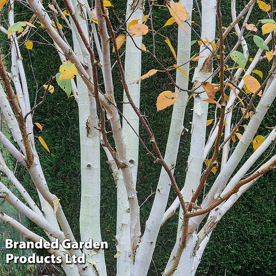 Betula utilis 'Jacquemontii'