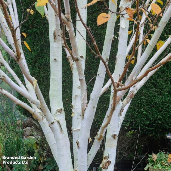 Betula utilis 'Jacquemontii' (Mature Tree)