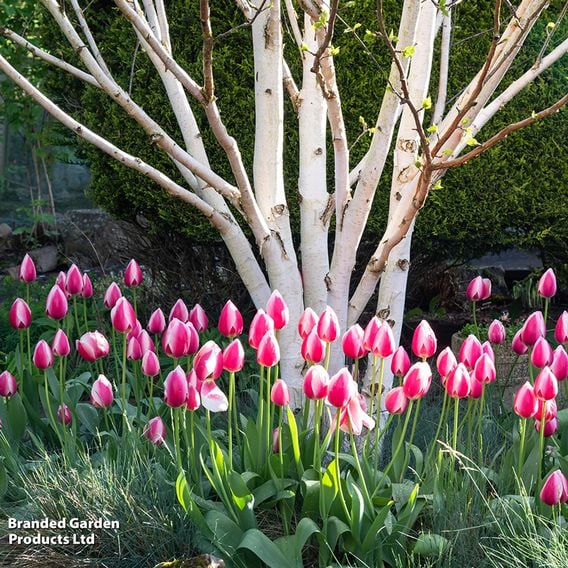 Betula utilis 'Jacquemontii' (Mature Tree)