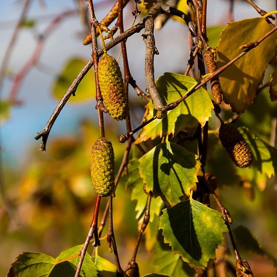 Silver Birch (Hedging)