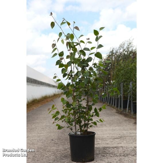 Betula utilis subsp. jacquemontii 'Doorenbos'