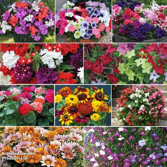 Summer Bumper Garden Collection