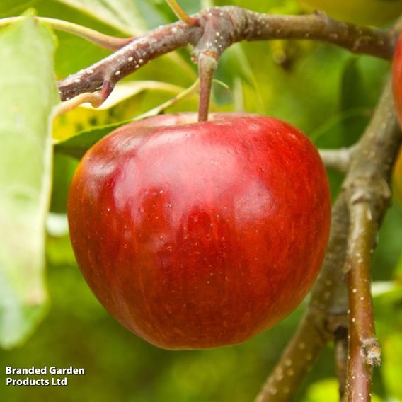 Apple 'Scrumptious'