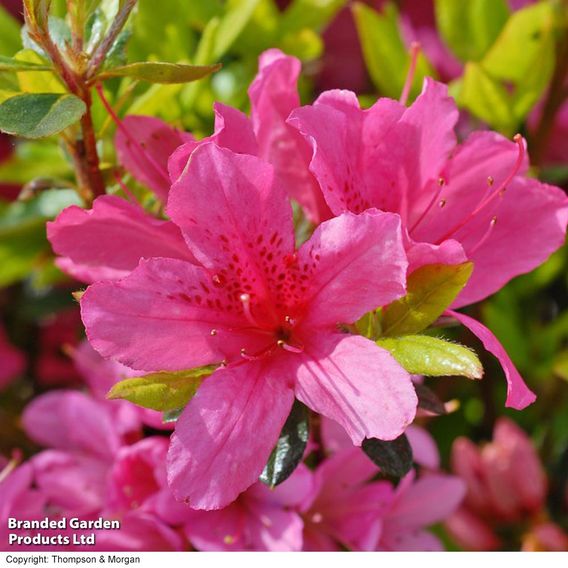 Azalea japonica 'Pink'