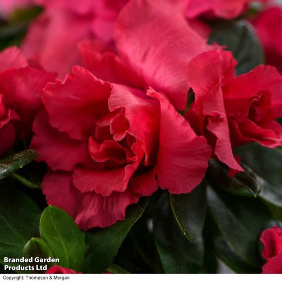 Azalea japonica 'Red'