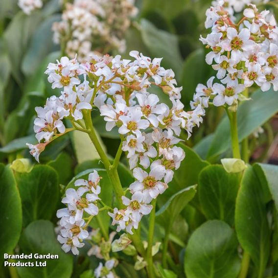 Bergenia cordifolia 'Bressingham White'