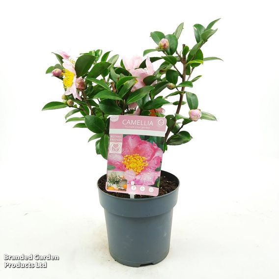 Camellia sasanqua 'Pink'