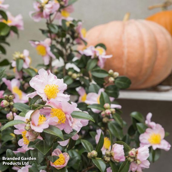 Camellia sasanqua 'Pink'