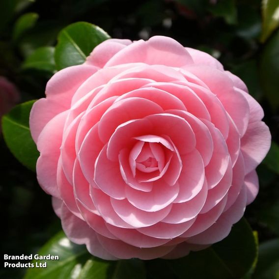 Camellia sasanqua 'Pink'