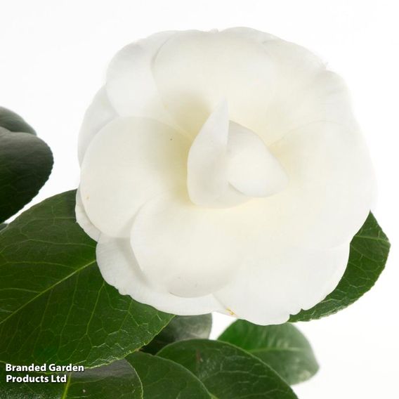 Camellia japonica 'Nuccio's Gem'