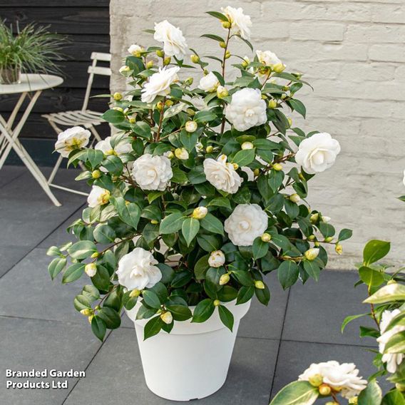Camellia japonica 'Nuccio's Gem'