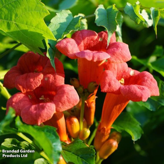 Campsis x tagliabuana 'Madame Galen'