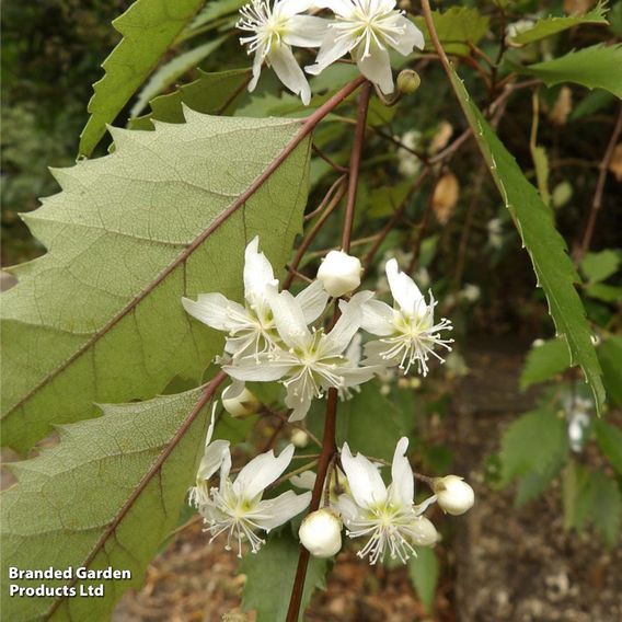 Hoheria sexstylosa 'Stardust'