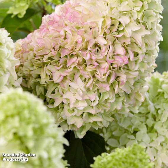 Hydrangea 'Little Fresco'
