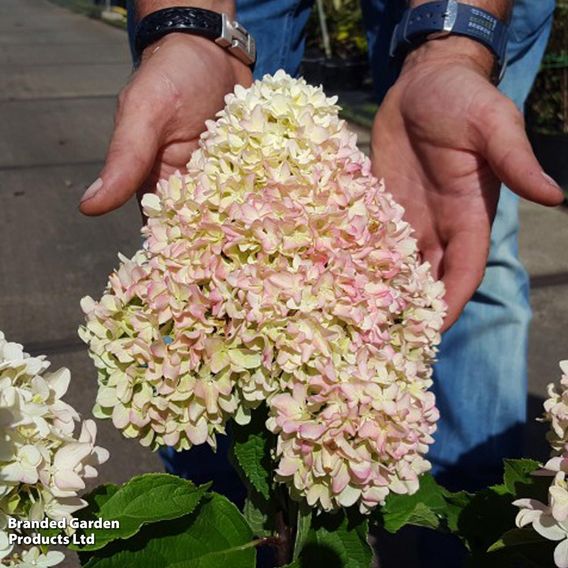 Hydrangea 'Little Fresco'