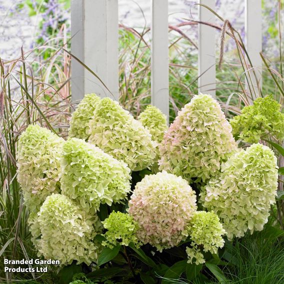 Hydrangea 'Little Fresco'