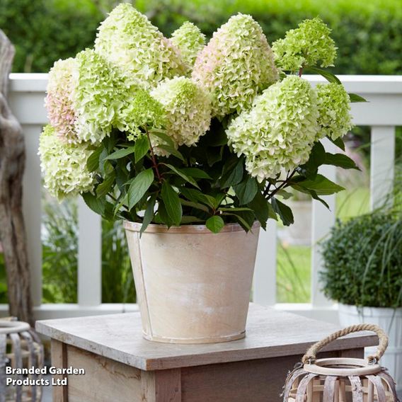 Hydrangea 'Little Fresco'