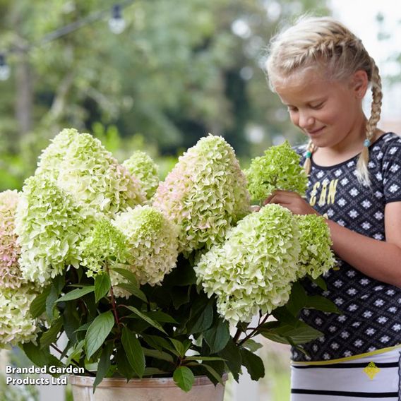 Hydrangea 'Little Fresco'