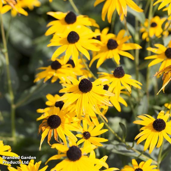 Rudbeckia fulgida 'Early Bird Gold'