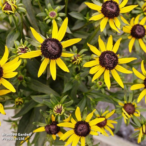 Rudbeckia fulgida 'Early Bird Gold'