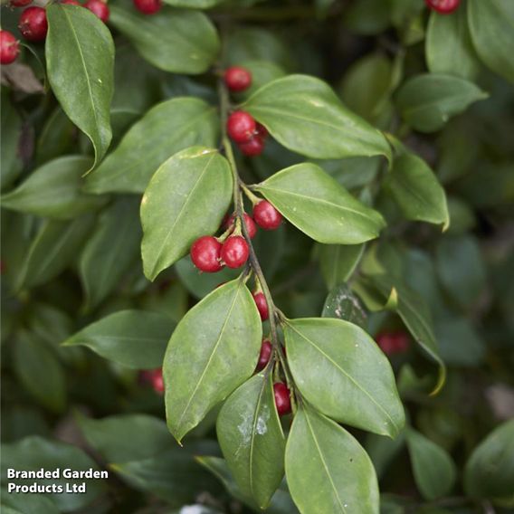 Sarcococca Ruscifolia